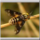 Chrysops relictus - Bremse m09.jpg